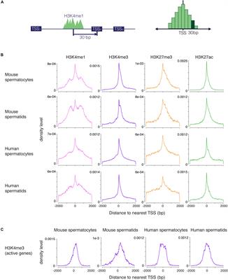 H3K4me1 Distribution Predicts Transcription State and Poising at Promoters